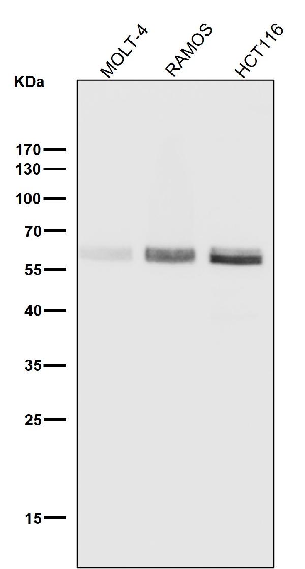 WB - Anti-Phospho-Smad3 (S423 + S425) Rabbit Monoclonal Antibody ABO13199